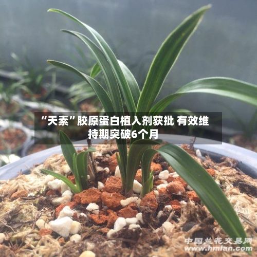 “天素”胶原蛋白植入剂获批 有效维持期突破6个月-第1张图片