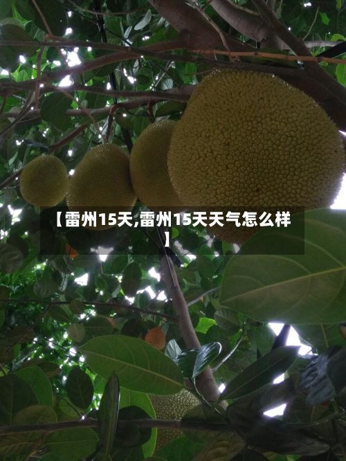 【雷州15天,雷州15天天气怎么样】-第1张图片