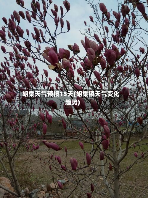 胡集天气预报15天(胡集镇天气变化趋势)-第1张图片