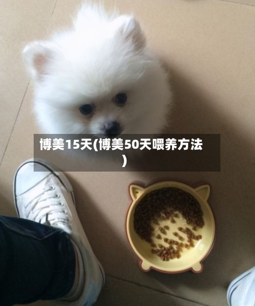 博美15天(博美50天喂养方法)-第1张图片