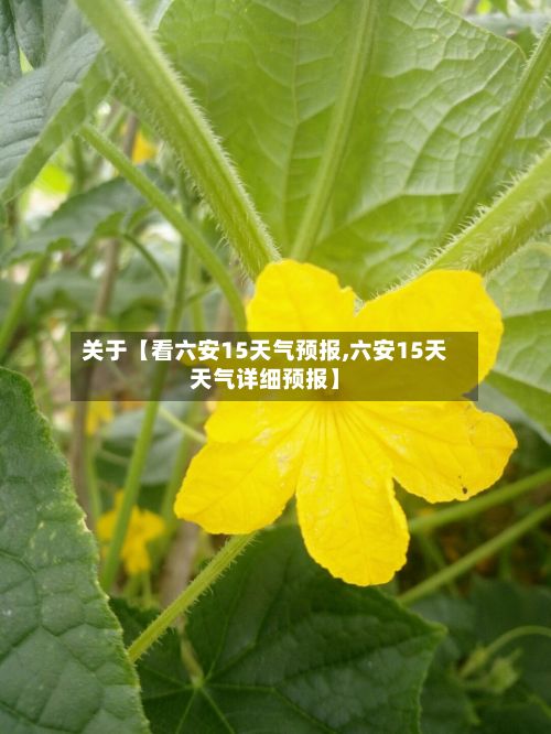 关于【看六安15天气预报,六安15天天气详细预报】-第1张图片