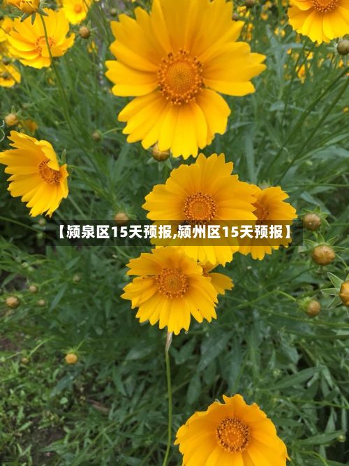 【颍泉区15天预报,颍州区15天预报】-第1张图片