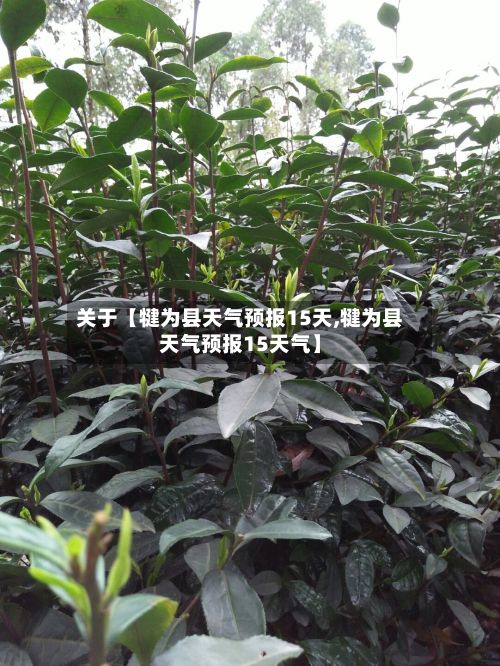 关于【犍为县天气预报15天,犍为县天气预报15天气】-第1张图片