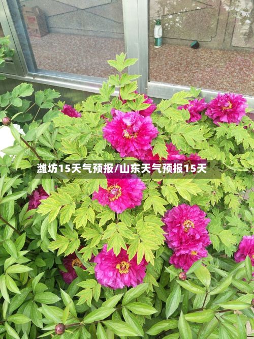 潍坊15天气预报/山东天气预报15天-第1张图片