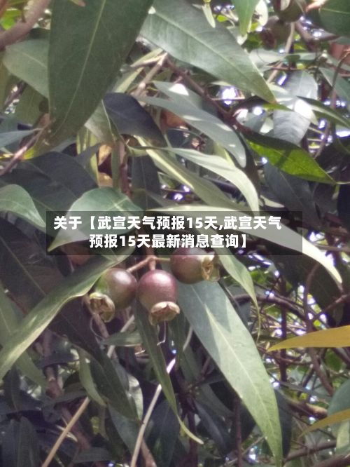 关于【武宣天气预报15天,武宣天气预报15天最新消息查询】-第1张图片